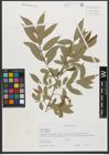 Foto von Salix triandra L.